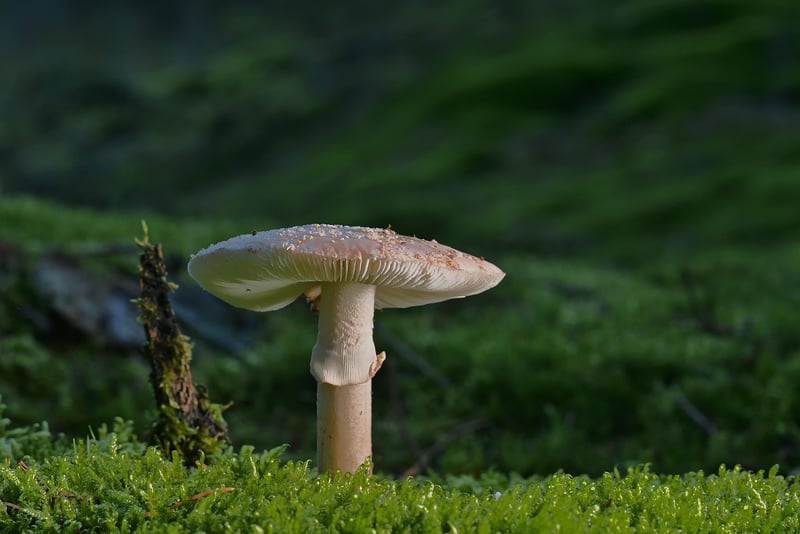 Mystical Woodland Themes